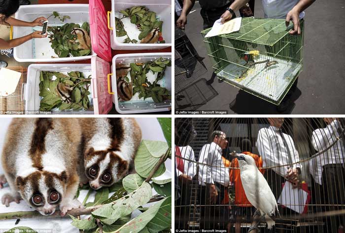 Perdagangan Satwa Langka via Online Berhasil Digagalkan Polisi